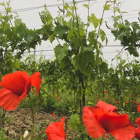 Podere Cerciano Radicondoli