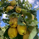 Podere Cerciano Radicondoli