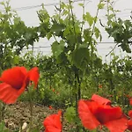 Podere Cerciano Radicondoli