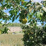 Podere Cerciano