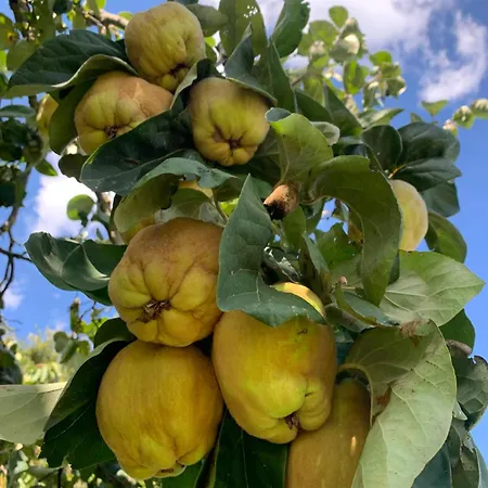 Podere Cerciano Radicondoli