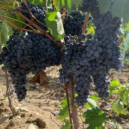 Lantställe Podere Cerciano *