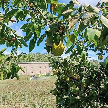 Podere Cerciano