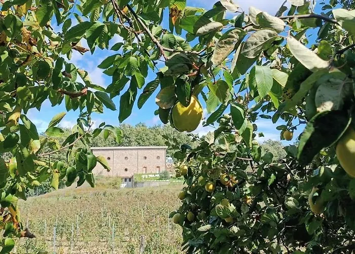 Podere Cerciano